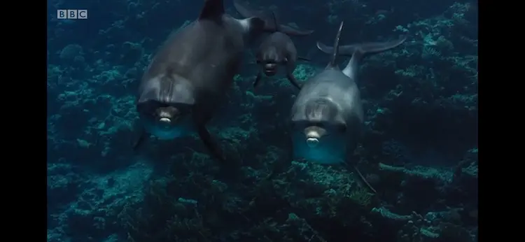 Indo-Pacific bottlenose dolphin (Tursiops aduncus) as shown in Blue Planet II - One Ocean